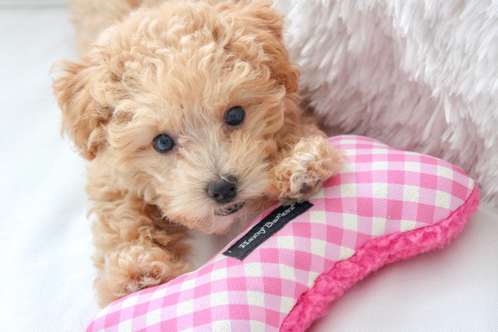 Reasons Why You NEED A Maltipoo Puppy 2023